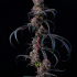 Patient Image of Mystery Mountain™ TBG MNG T8:C10 The Big Mango Medical Cannabis