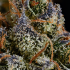 Patient Image of Mystery Mountain™ TBG MNG T8:C10 The Big Mango Medical Cannabis