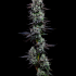 Patient Image of Superseed GLT CCK T28 Gelato Cheesecake Medical Cannabis