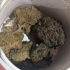Patient Image of Grow® Pharma T18 Gelato Medical Cannabis