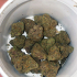 Patient Image of Curaleaf® T24 L.A. Kush Medical Cannabis