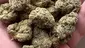 Video Thumbnail: Medical Bud Reviews