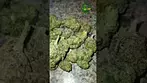Medicus Fire Cookies Minis/smalls 24%, lots of anxiety relief from this,relaxing while uplifting 