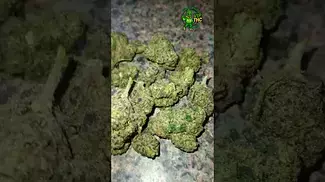Medicus Fire Cookies Minis/smalls 24%, lots of anxiety relief from this,relaxing while uplifting 