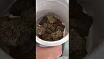 WHITE RUNTZ 28% THC