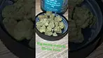 Big nastie medical gorilla kush