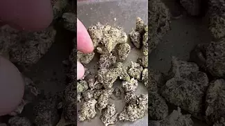 Blue Lobster Vasco Cipher Uk Medical Cannabis
