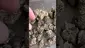 Video Thumbnail:  Pesky Mesky Meds