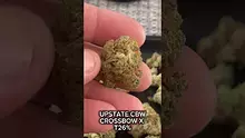 Cannabis Culture  Video Thumbnail