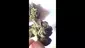 Video Thumbnail: Cannabis is Medicine