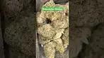 Common Roots WZ T25 Watermelon Zkittlez #420 #ukmedical #medicine #amsterdam