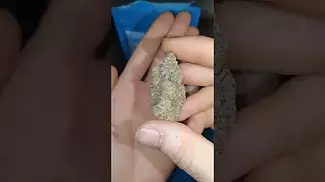 Cookies Hawaiian Rain (C HR T31)