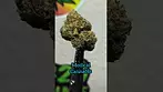 Frozen lemon haze 25%THC... Medical Prescription cannabis