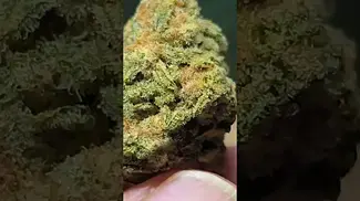 MAC1 (Miracle Alien Cookies). 27%THC By 4CLabs...... medical prescription cannabis.