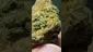 Video Thumbnail: THC Bunny