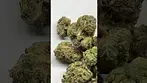 Greenjoy Sour Diesel T32 UK Medical