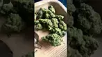 Legal medical prescription, canopy medical 15g Kush mints 28% thc 0.5 cbd