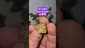Video Thumbnail: ScottiDunCanna
