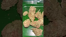 Bajan Video Thumbnail