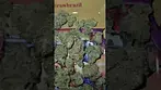 Peace Naturals GMO Cookies 30%