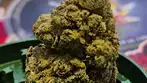 Glass Pharms® LD T23  Lemon Diesel Medical Cannabis