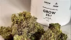 GROW 22:1 LA SAGE 40 Indica 60 Sativa 1st impressions (Legal Medical Cannabis)