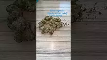 GIggzy Medical Buds Video Thumbnail