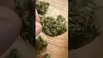 Uklegal #Curo Ghost Wreck Haze 18%thc1%cbd #medicalcannabis #medicated #medbud