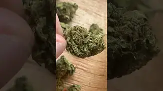 Uklegal #Curo Ghost Wreck Haze 18%thc1%cbd #medicalcannabis #medicated #medbud