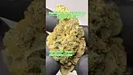 HighGreens: Atomic Slurricane (A closer look & Terp breakdown)