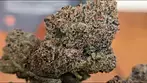 UK MEDICAL FLOWER - FIRST LOOK - AAAA RIPPED OFF RUNTZ T26 - NON IRRADIATED (20g)