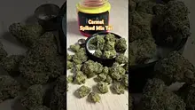 Doc Green Bud Video Thumbnail