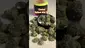 Video Thumbnail: Doc Green Bud