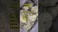 Video Thumbnail: Henry Hemp