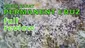 Video Thumbnail: Smacksalad