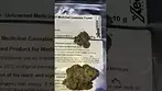 LOT420 | LEMON CHERRY GELATO | UK MEDICAL CANNABIS PATIENT FLOWER VIDEO 10/10
