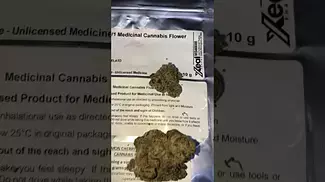 LOT420 | LEMON CHERRY GELATO | UK MEDICAL CANNABIS PATIENT FLOWER VIDEO 10/10