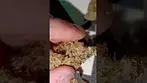 Permanent Fruz by Green Karat MC #uk #medical #topshelf