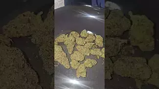 Gas Cake By Ostara UK Medical Flower First Impressions