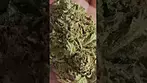 PINK KUSH PURE SUNFARMS 4C LABS 21%THC UK MEDICAL PART 2