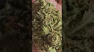 PINK KUSH PURE SUNFARMS 4C LABS 21%THC UK MEDICAL PART 2