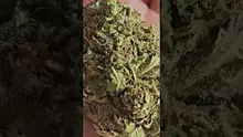 THE DAILY NUGZ Video Thumbnail