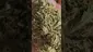 Video Thumbnail: THE DAILY NUGZ