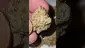 Video Thumbnail: 2cavjav