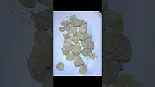 Adz Canna Video Thumbnail