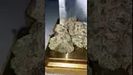 Plantations Ceres Rainbow Pave  Apples n Bananas x Pave #foryou #medicalcannabis #legal