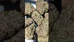 NEXT FRIDAY BLUEBERRY FUEGO (UK PRESCRIPTION MEDICATION)