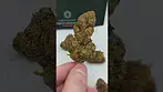 modified gas out the bag