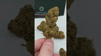 modified gas out the bag