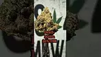death Budda 26%THC.... Medical Prescription cannabis